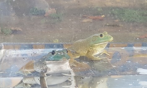 Screenshot_20170723-192322