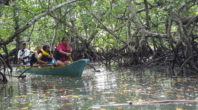 Mangrove and Its Benefits